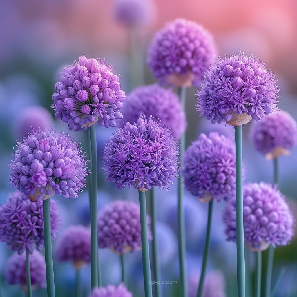 beautiful alliums flower dp by dp pic ()