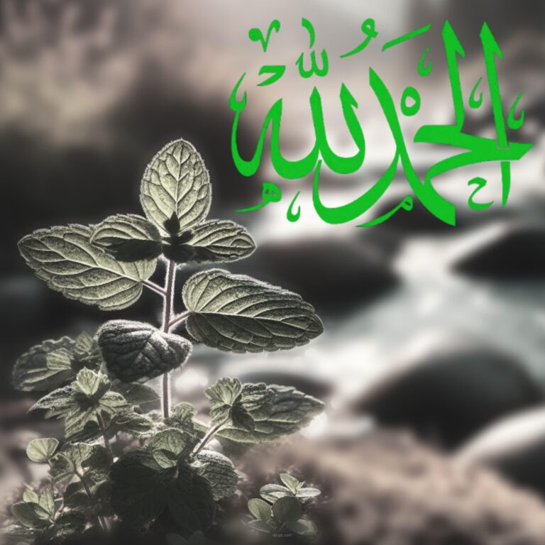 alhamdulilah dp, islamic dp, Thanks to Allah For Everythig In My Life, DP Pic, New Islamic DP, HD DP