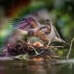 mother saving her child from rain, mother love, family dp , mother dp, birds dp, warm heart dp ()