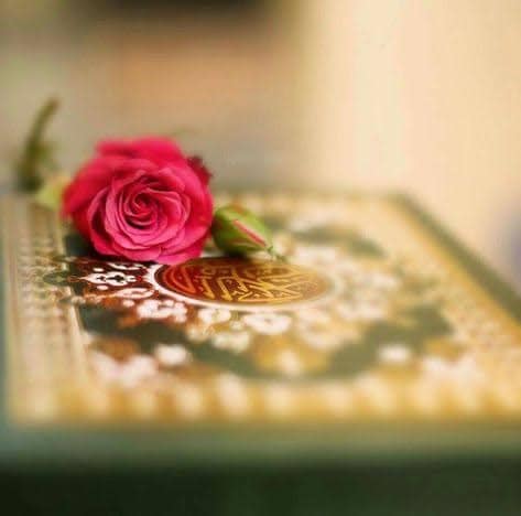 Best Beautiful Pic Of Rose on Quran Majeed Best Photo For Whatsapp And Social Media,It Also Use As Wallpaper