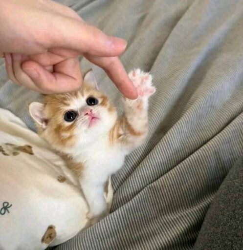cute cat hand with beautiful girl hand dp for girls who loves cats