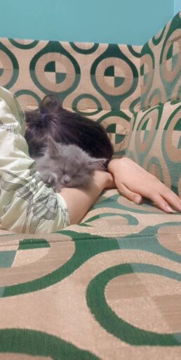 girl sleeping with her cute cat best dpz for cat lover girls unique pfp